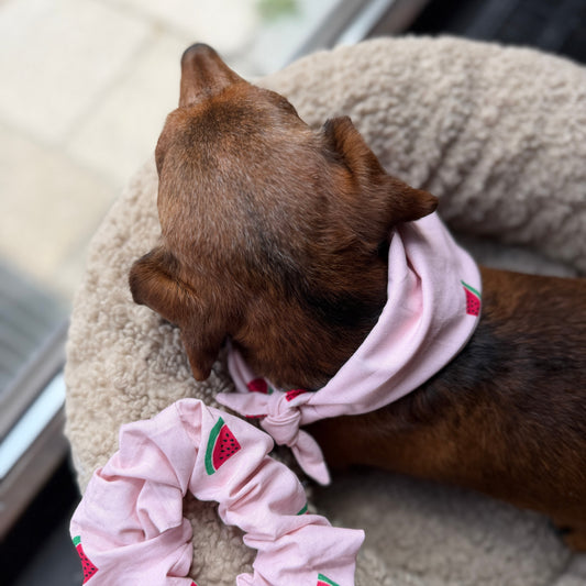 Hund mit selbstgenähten Halsband und Scrunchie